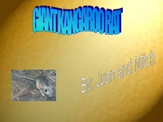 GIANT KANGAROO RAT