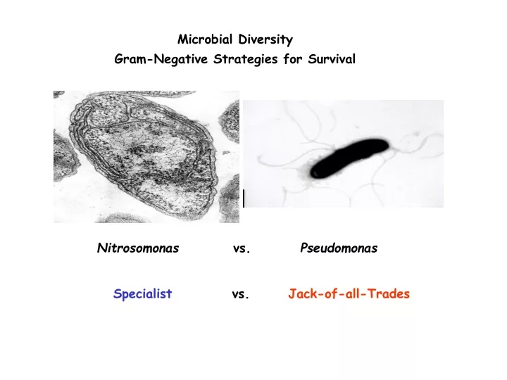 microbial diversity gram negative strategies