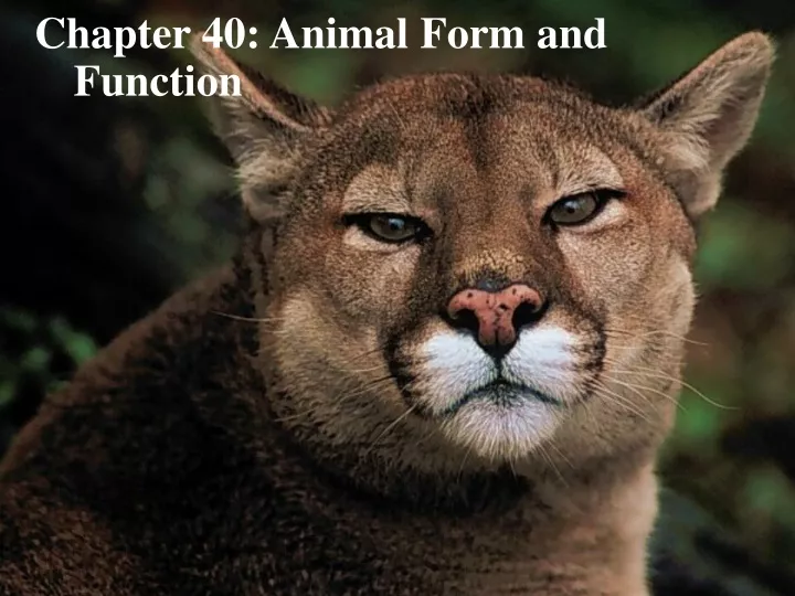 chapter 40 animal form and function