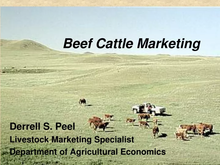 beef cattle marketing