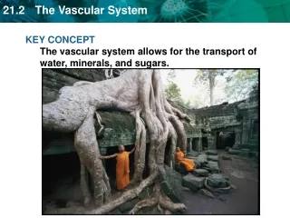 KEY CONCEPT The vascular system allows for the transport of water, minerals, and sugars.