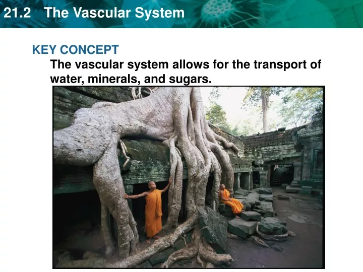 key concept the vascular system allows