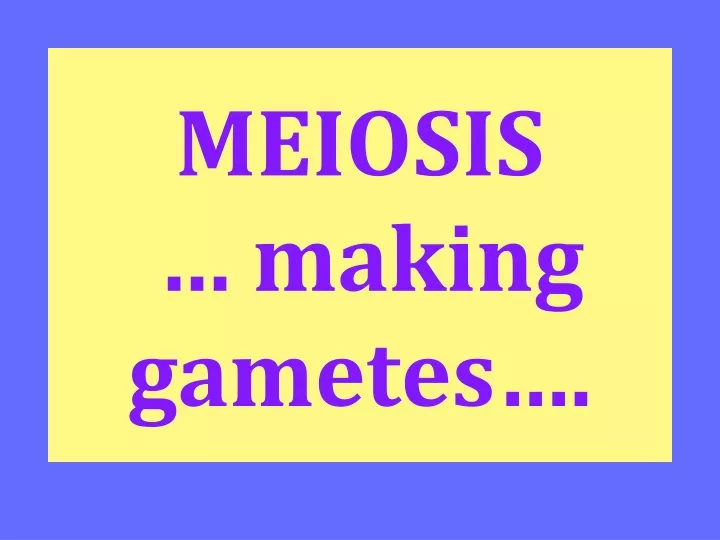 meiosis making gametes
