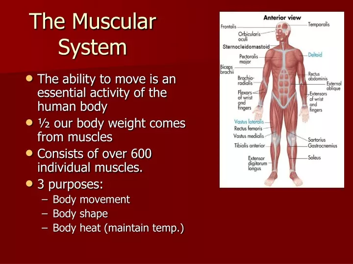 the muscular system