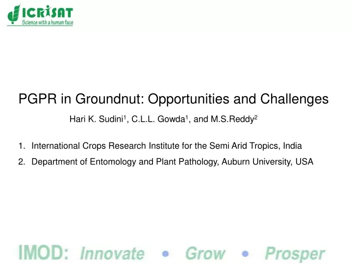 pgpr in groundnut opportunities and challenges