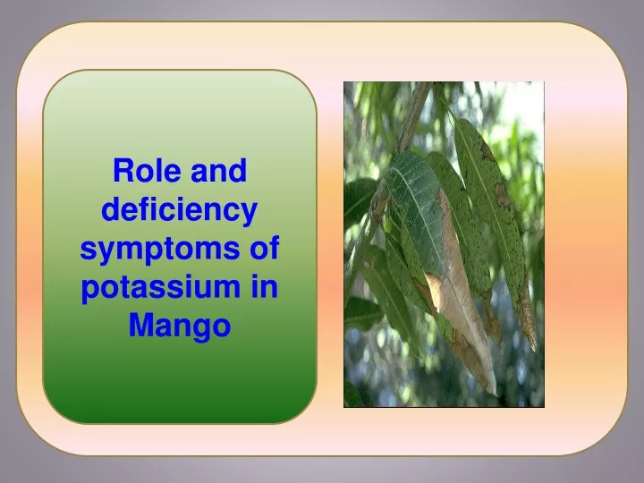 role and deficiency symptoms of potassium in mango