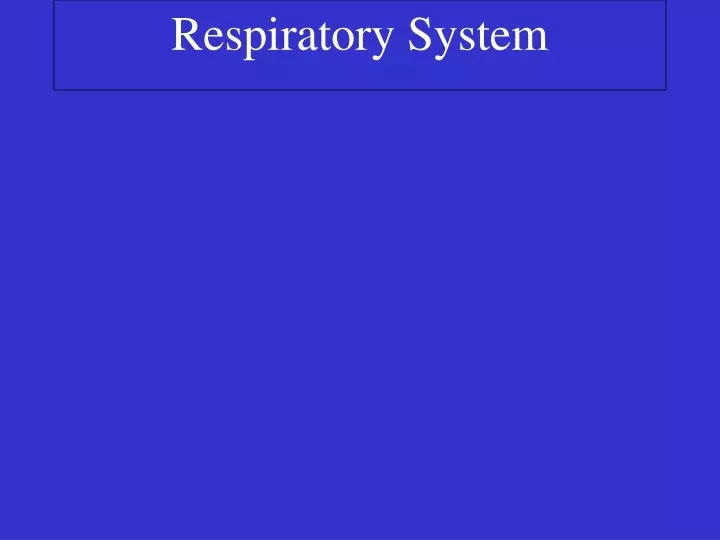 respiratory system