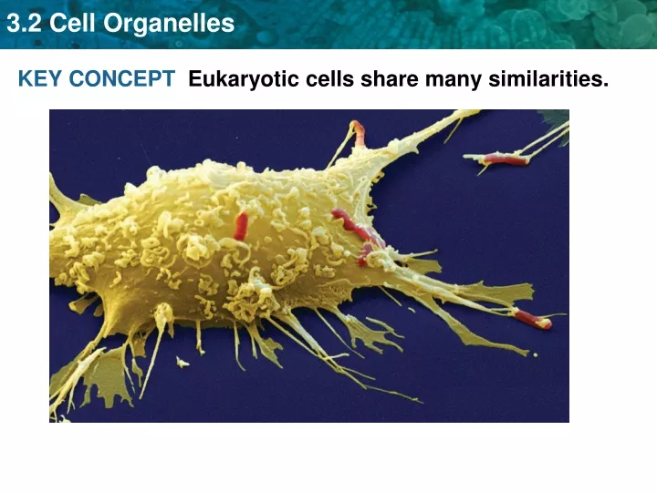 key concept eukaryotic cells share many