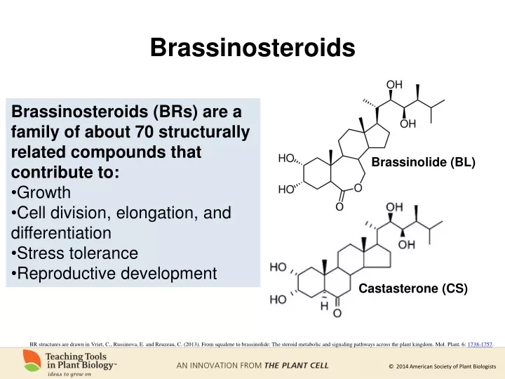 brassinosteroids