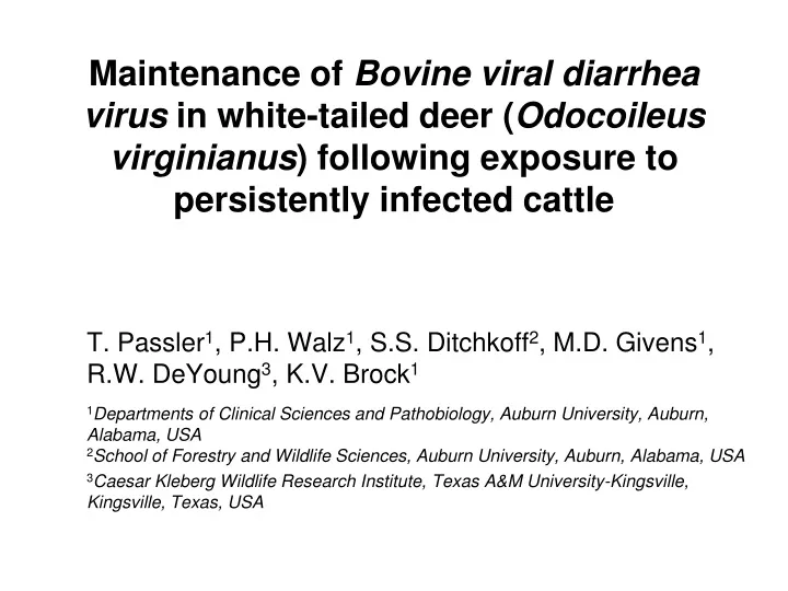 maintenance of bovine viral diarrhea virus