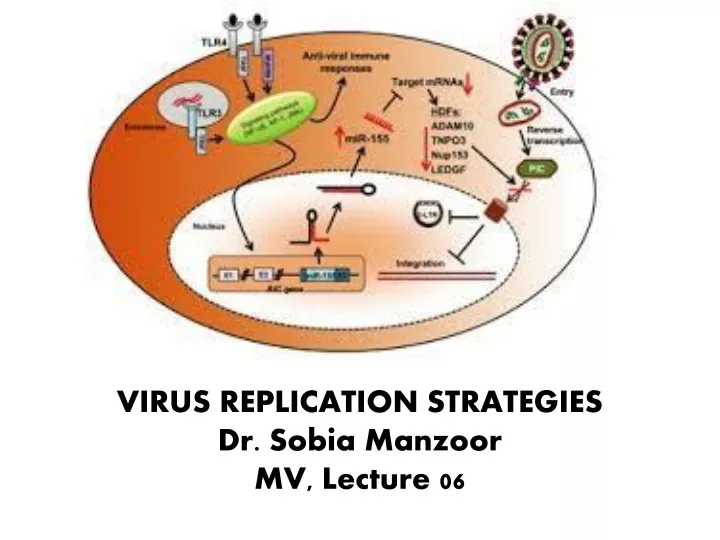 virus replication strategies dr sobia manzoor mv lecture 06
