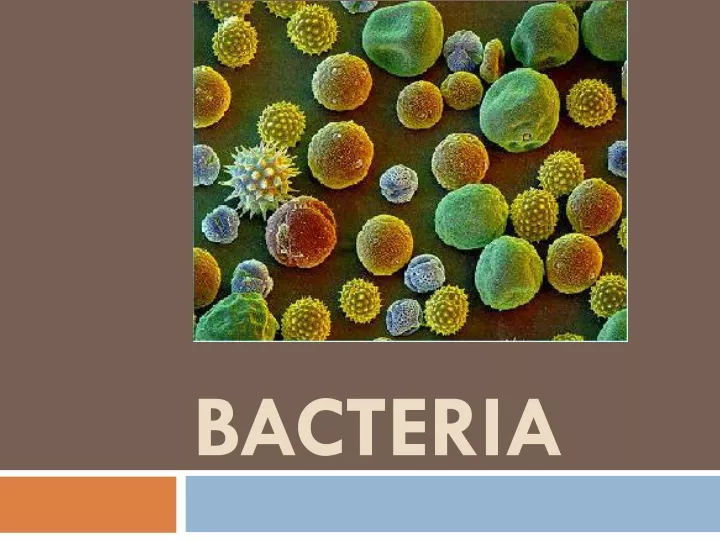 bacteria