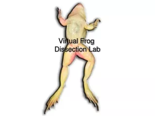 Virtual  Frog  Dissection Lab