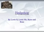 Fascinating Hedgehogs: Nature's Spiky Wonders - slide 1
