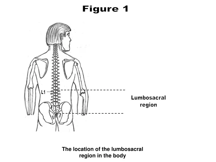 the location of the lumbosacral region in the body