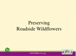 Preserving Florida's Roadside Wildflowers: Timing and Communication for Conservation - slide 1