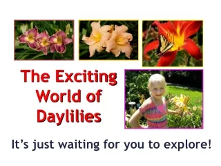 The Exciting  World of  Daylilies