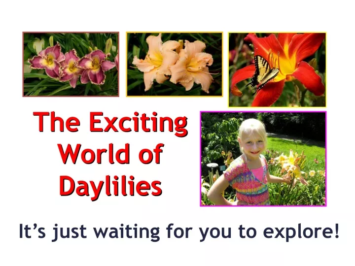 the exciting world of daylilies