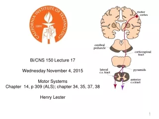 Bi/CNS 150 Lecture 17       Wednesday November 4, 2015 Motor Systems