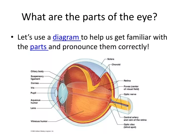 what are the parts of the eye