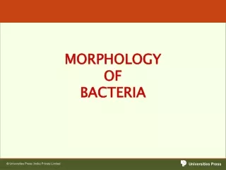 MORPHOLOGY OF  BACTERIA