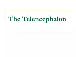 The Telencephalon