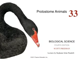 Protostome Animals