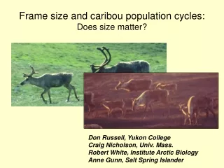 Frame size and caribou population cycles:  Does size matter?