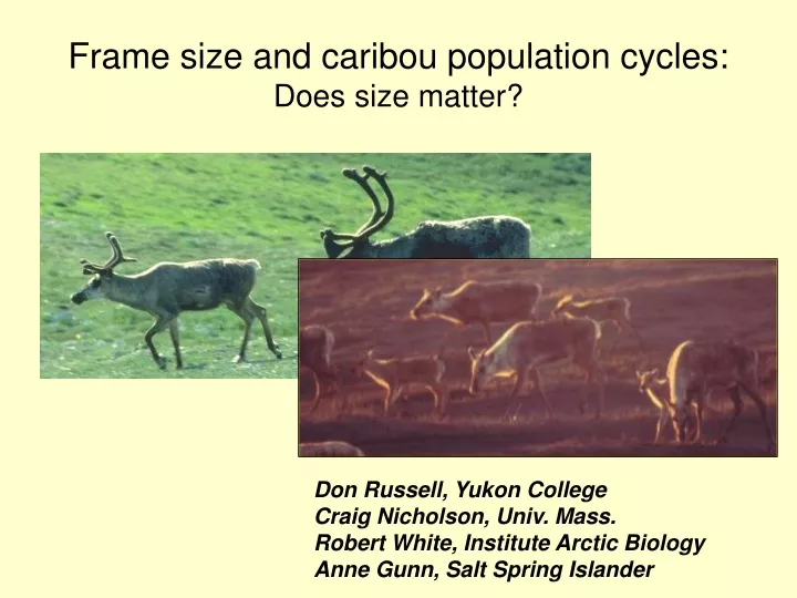 frame size and caribou population cycles does size matter