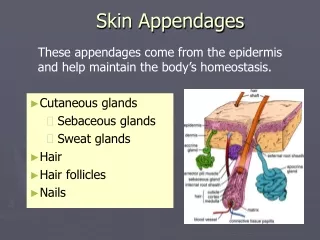 Skin Appendages