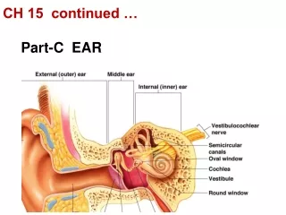 CH 15  continued … Part-C  EAR