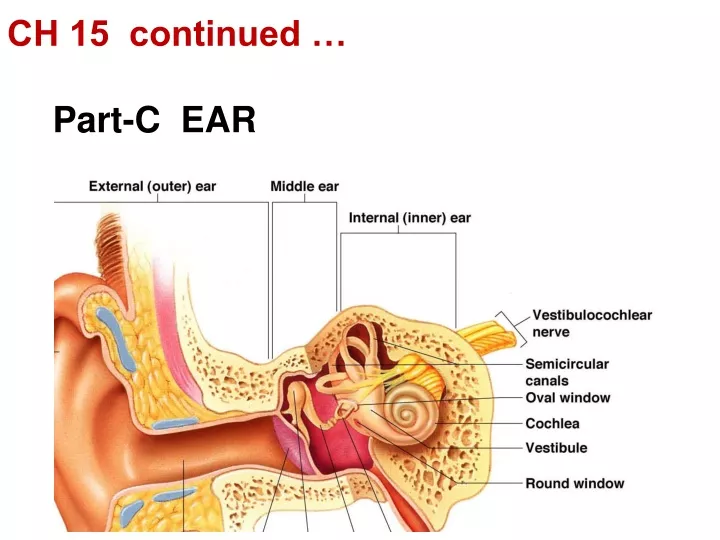 ch 15 continued part c ear