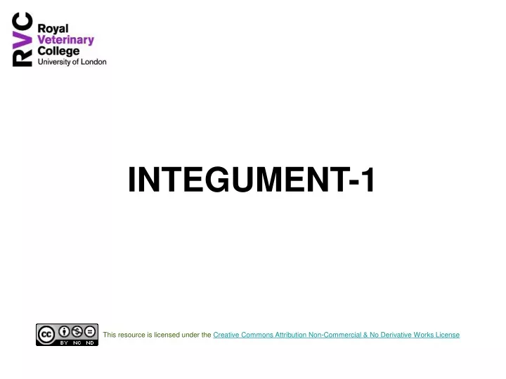 integument 1