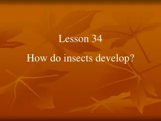 Lesson 34 How do insects develop?