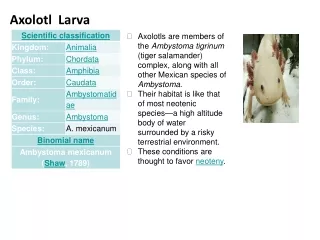 Axolotl  Larva