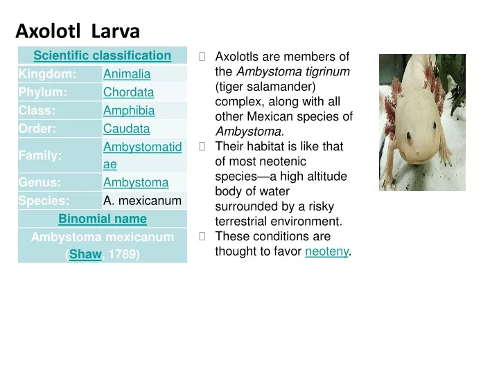 axolotl larva