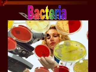 Bacteria