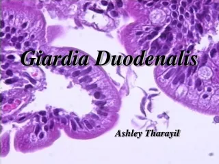 Giardia Duodenalis