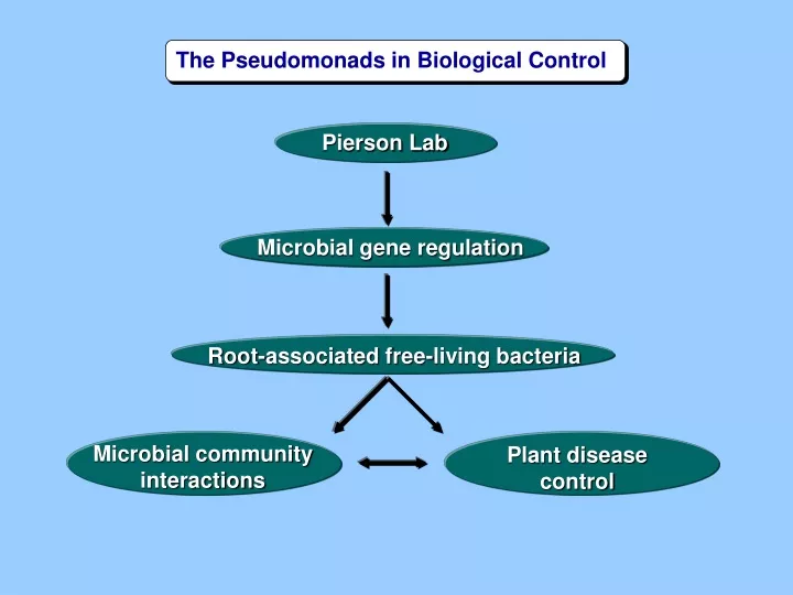 pierson lab