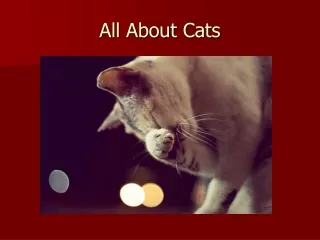 All About Cats