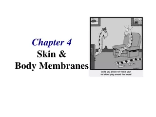 Chapter 4 Skin &amp; Body Membranes