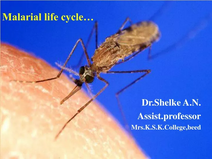 malarial life cycle
