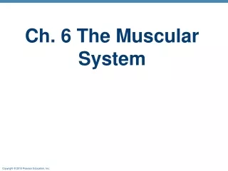 Ch. 6 The Muscular System