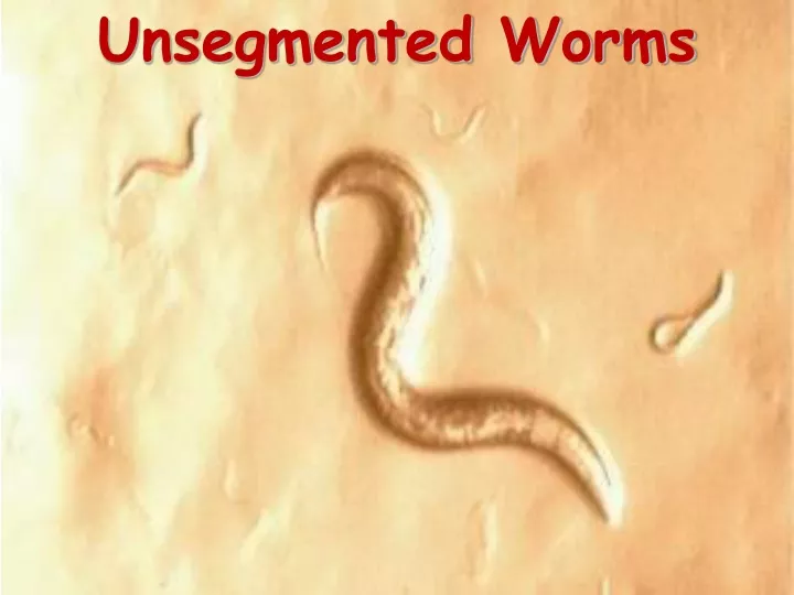 unsegmented worms