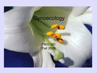 Gynoecology