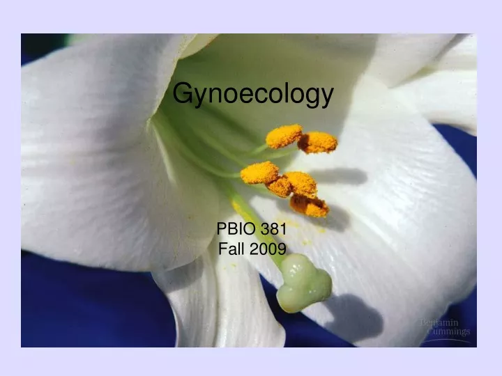 gynoecology