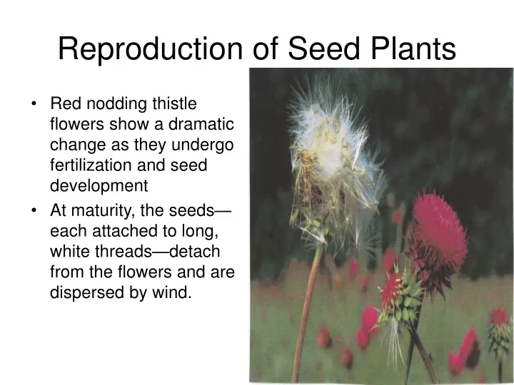reproduction of seed plants