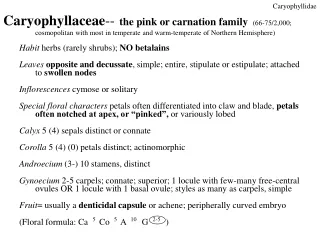 Habit  herbs (rarely shrubs);  NO betalains