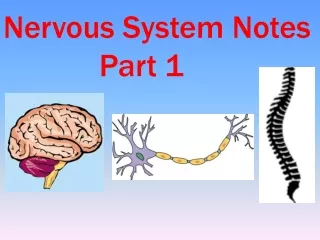 Nervous System Notes         			Part 1