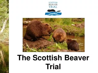 The Scottish Beaver Trial